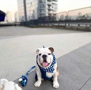 The Paws - Classic Blue Check Bandana - Henlo Pets