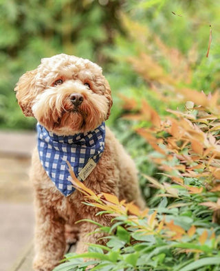 The Paws - Classic Blue Check Bandana - Henlo Pets