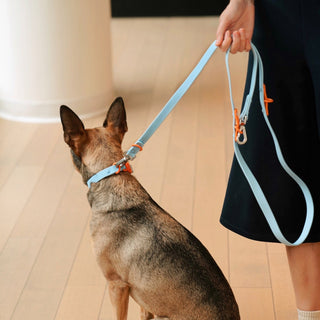 ABF Baby Blue Orange Leash - Henlo Pets