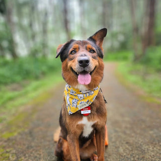 The Paws x Andrea Cáceres - Day Out Bandana - Henlo Pets