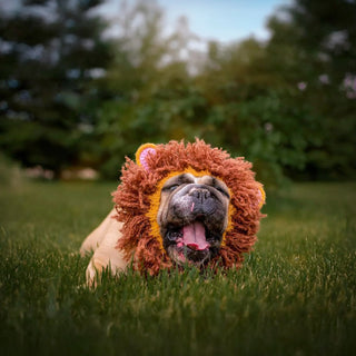 Zoo Snoods Lion Snood - Henlo Pets