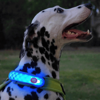 Laroo Glow Pup Strap Blinker LED Safety Light | Henlo Pets