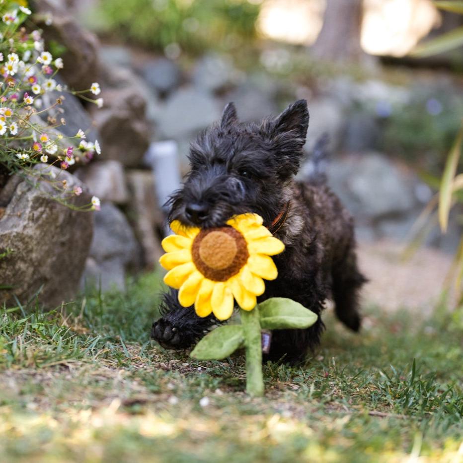 P.L.A.Y. Blooming Buddies Sassy Sunflower Plush Dog Toy - Henlo Pets