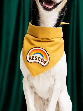 Scout's Honour "Rescue🌈" Iron-On Patch - Henlo Pets