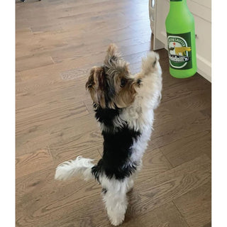 Tuffy Silly Squeaker Beer Bottle Heinie Sniffen Dog Toy | Henlo Pets