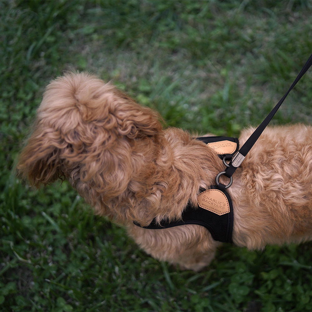 Charlie's Backyard - Adjustable Easy Harness Black - Henlo Pets