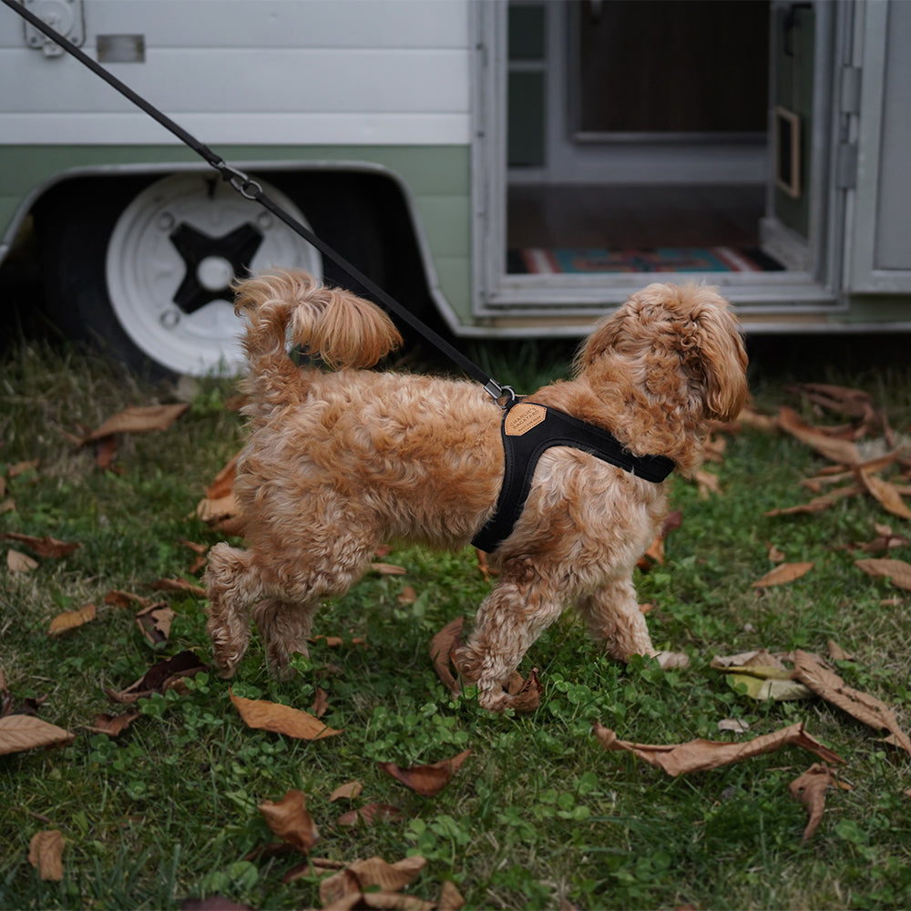 Charlie's Backyard - Adjustable Easy Harness Black - Henlo Pets