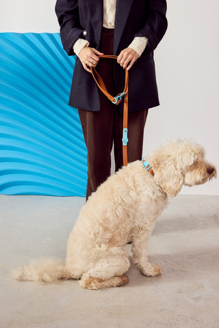 Approved by Fritz Choco Blue Leash | Henlo Pets