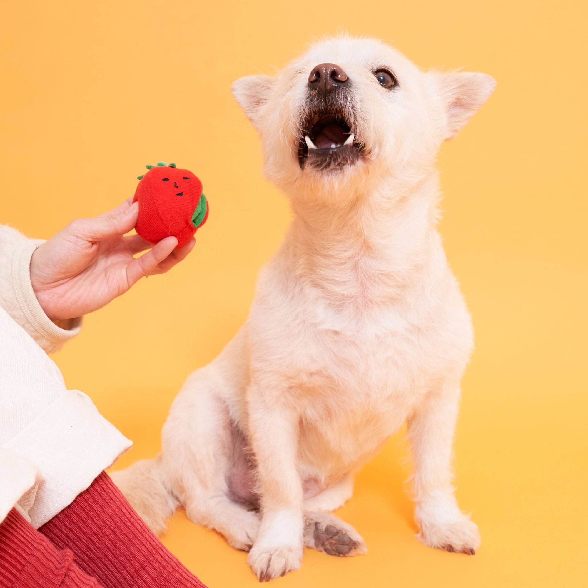 Cherry Tomato Nose Work &amp; Tug Toy - Henlo Pets