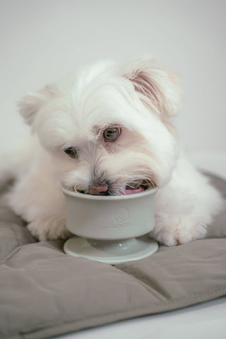 Lunoji CHEWDEN Trove Frozen Treat Cup Dog Enrichment Feeder | Henlo Pets