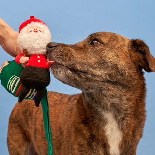 Santa Paws Nosework Toy - Henlo Pets