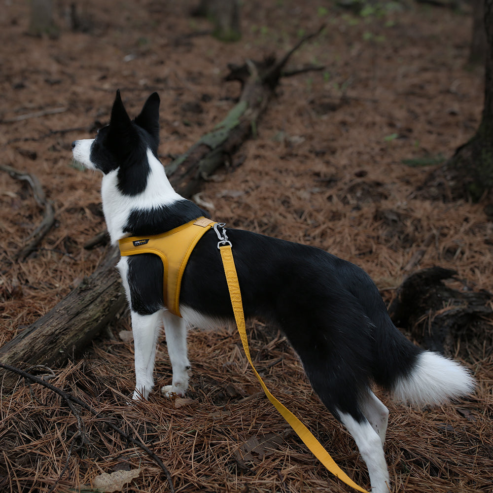 Charlie&#39;s Backyard - Town Cordura® Harness Yellow - Henlo Pets