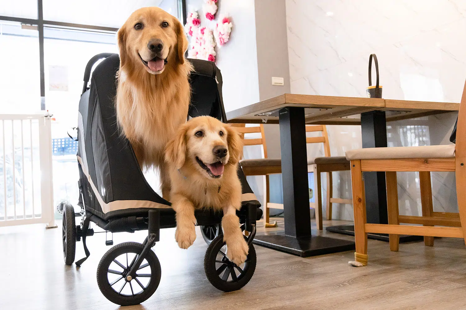 Ibiyaya Grand Cruiser Foldable Pet Stroller - Large Breeds, Elderly &amp; Injured Pets - Henlo Pets