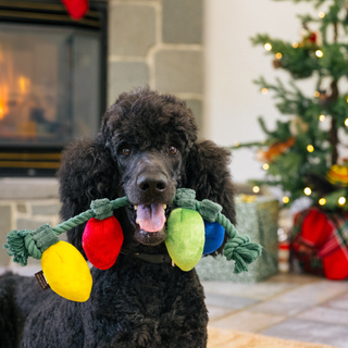 P.L.A.Y. Home for the Holidays - Twinkly Tugger | Henlo Pets