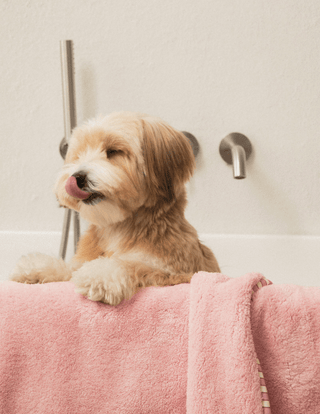 Bite Me x FINCA Dry Me Microfibre Towel | Henlo Pets