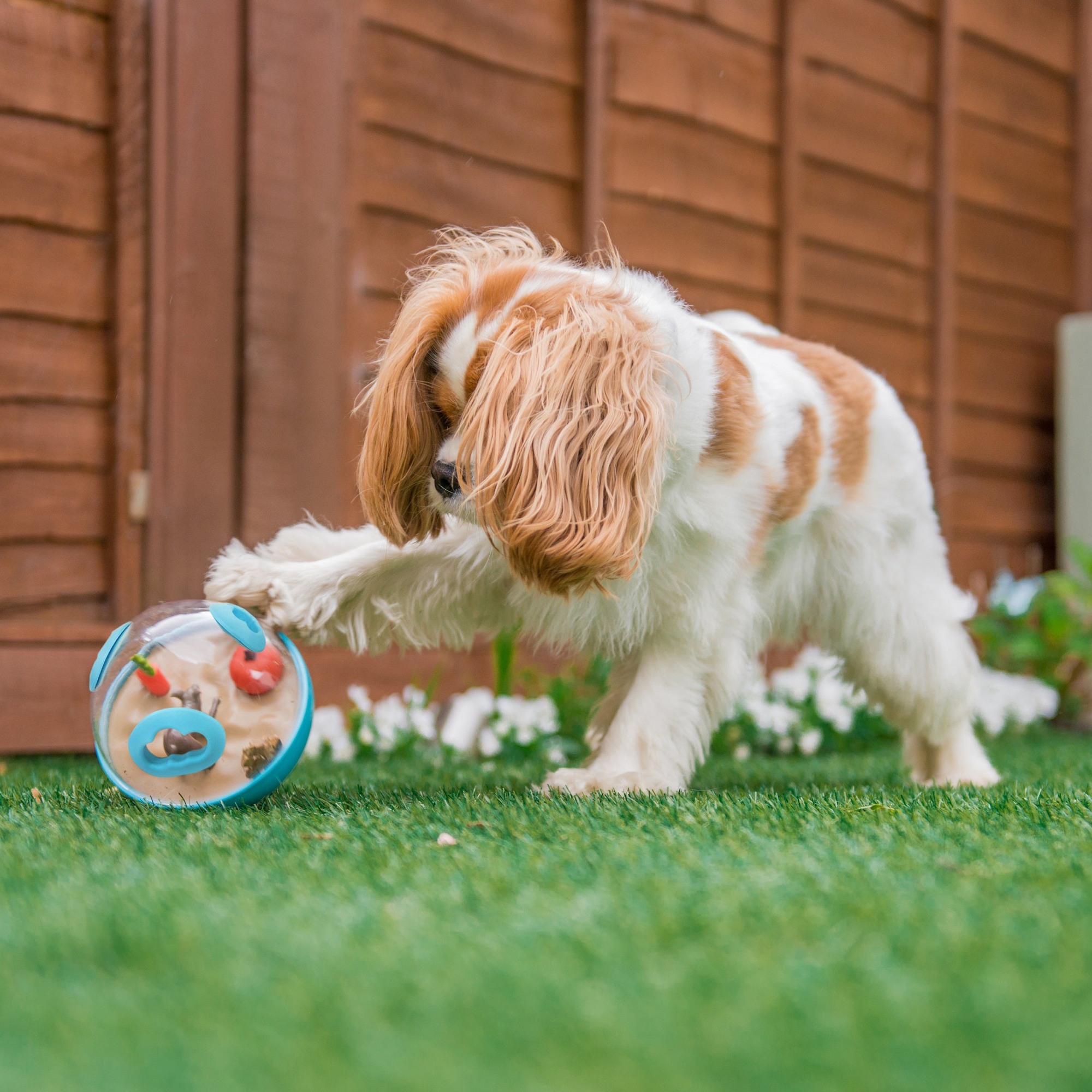 P.L.A.Y. Wobble Ball 2.0 Enrichment Dog Toy - Henlo Pets