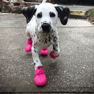 wagwear WagWellies Mojave Dog Boots