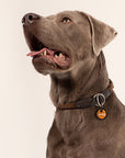 Ball Is Life - Ultra Light Dog Tag - Henlo Pets