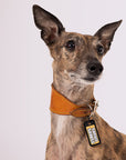 Street Smart - Ultra Light Dog Tag - Henlo Pets