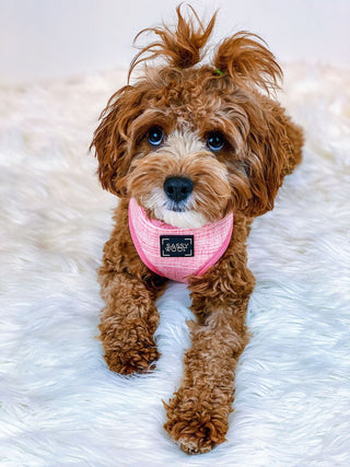 Sassy Woof Reversible Harness - Dolce Rose - Henlo Pets