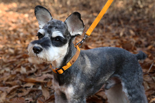 Charlie's Backyard - Easy Leash Yellow - Henlo Pets