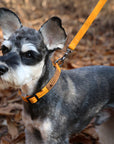 Charlie's Backyard - Easy Leash Yellow - Henlo Pets