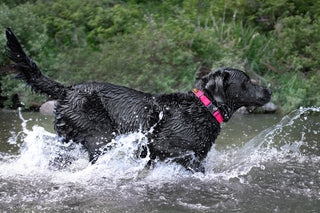 Charlie's Backyard - DeWater Collar Pink - Henlo Pets