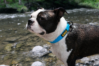 Charlie's Backyard - DeWater Collar Blue - Henlo Pets