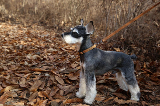 Charlie's Backyard - Easy Leash Brown - Henlo Pets