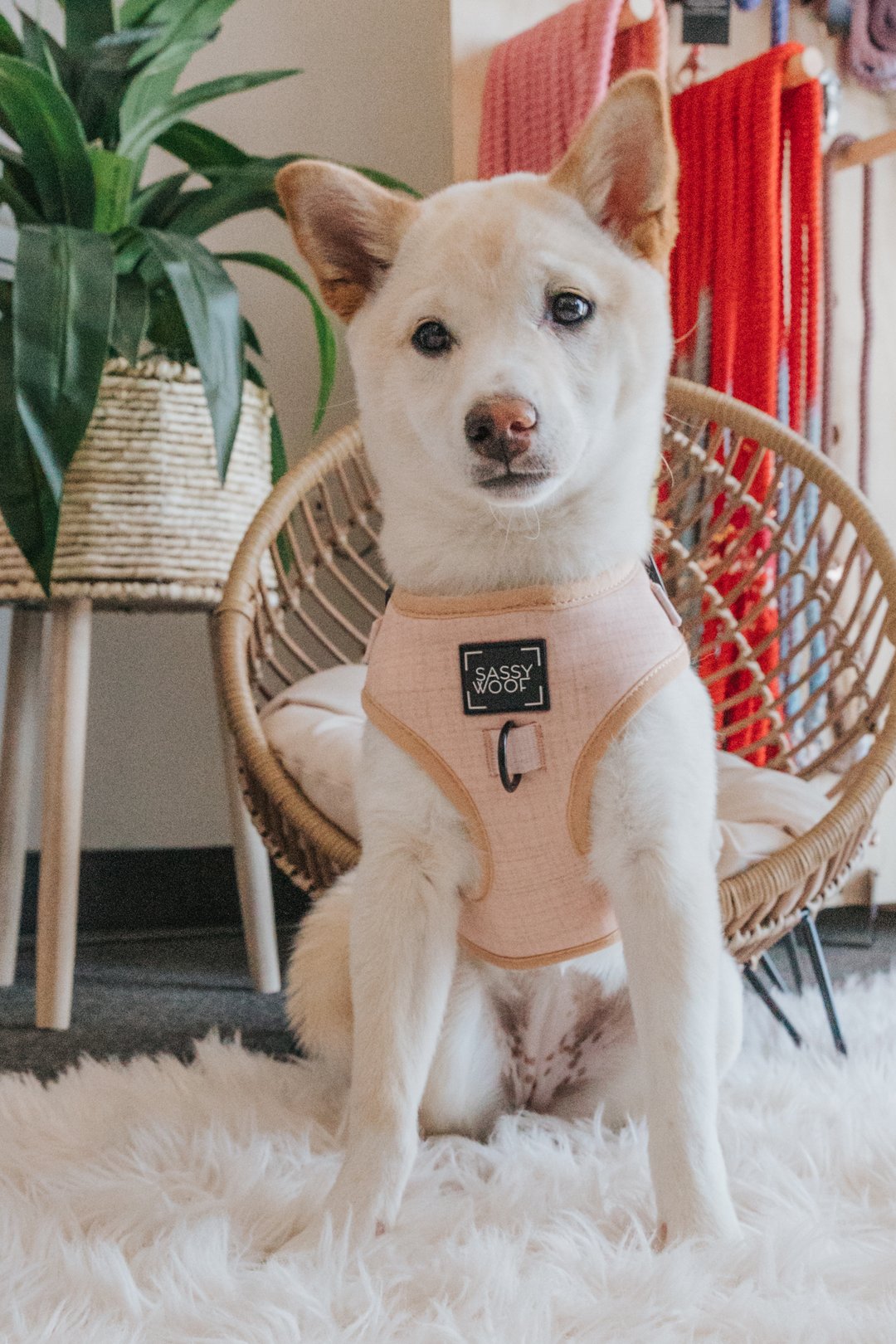 Sassy Woof Adjustable Harness - Pinot - Henlo Pets