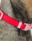 ABF Cherry Collar - Henlo Pets