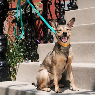 ABF Orange Mango Collar - Henlo Pets