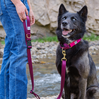 Dog + Bone - Martingale Collar Hot Pink & Purple - Henlo Pets