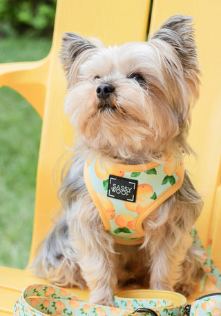 Sassy Woof Adjustable Harness - Main Squeeze [CLEARANCE] - Henlo Pets