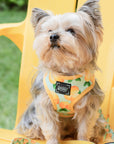 Sassy Woof Adjustable Harness - Main Squeeze [CLEARANCE] - Henlo Pets