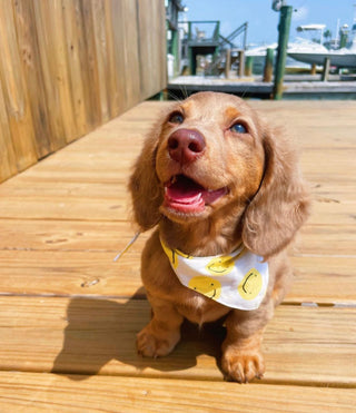 The Paws - Elsie Bandana - Henlo Pets