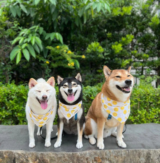 The Paws - Elsie Bandana - Henlo Pets