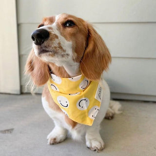 The Paws - Friends Bandana - Henlo Pets