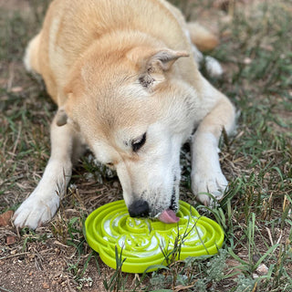 SodaPup - Water Frog eTray Green - Henlo Pets
