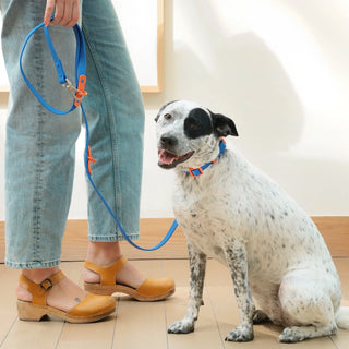 ABF Blue Red Leash - Henlo Pets