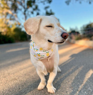 The Paws - Lemoni Bandana - Henlo Pets