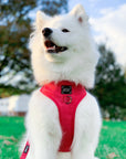 Sassy Woof Adjustable Harness - Merlot - Henlo Pets