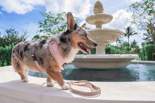 Sassy Woof Leash - Pinot - Henlo Pets