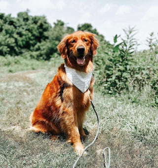 The Paws - Range Bandana - Henlo Pets