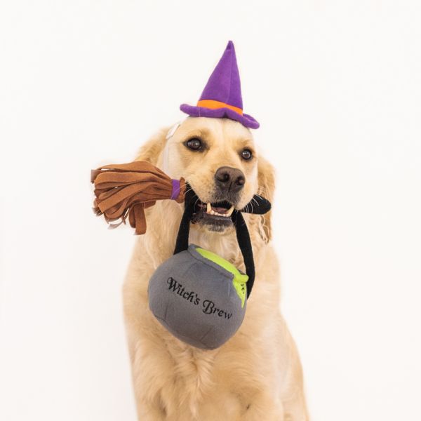Halloween Costume Kit - Witch - Henlo Pets