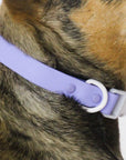 ABF Lilac Grey Collar - Henlo Pets