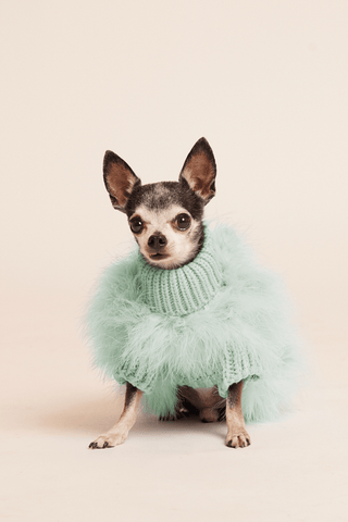 maxbone - Christian Cowan x maxbone Jumper Mint - Henlo Pets