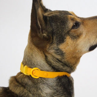 ABF Orange Mango Collar - Henlo Pets