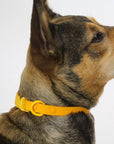 ABF Orange Mango Collar - Henlo Pets