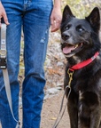 Dog + Bone Adjustable Leash - Silver - Henlo Pets